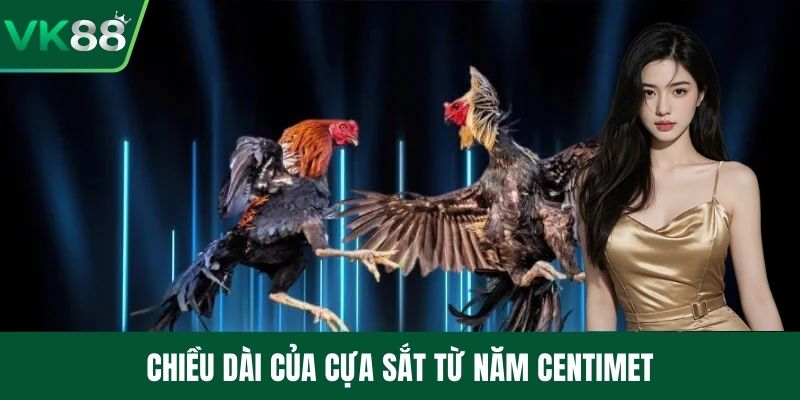 Chiều dài của cựa sắt từ năm centimet