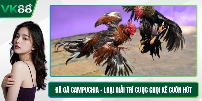 Đá Gà Campuchia - Loại Giải Trí Cược Chọi Kê Cuốn Hút