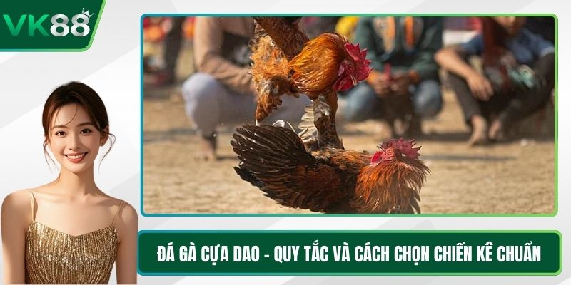 Đá Gà Cựa Dao - Quy Tắc Và Cách Chọn Chiến Kê Chuẩn