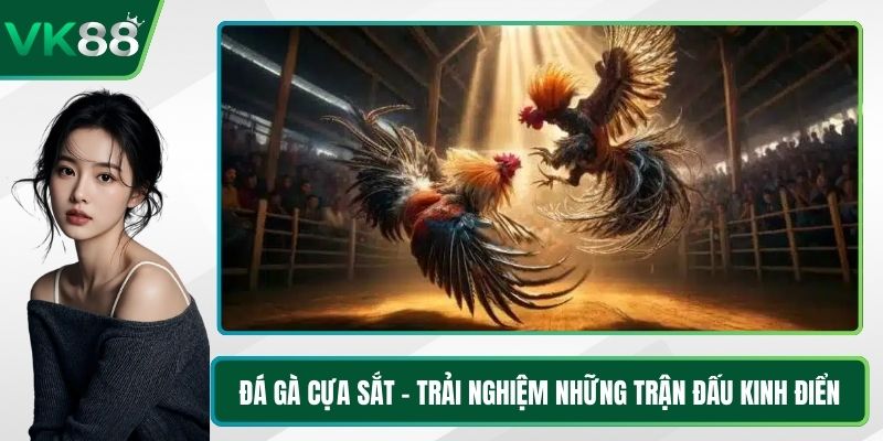 Đá Gà Cựa Sắt - Trải Nghiệm Những Trận Đấu Kinh Điển