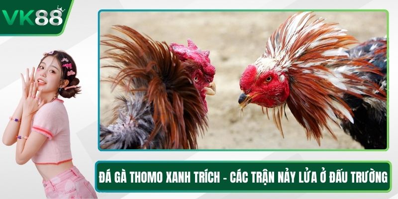 Đá Gà Thomo Xanh Trích - Các Trận Nảy Lửa Ở Đấu Trường