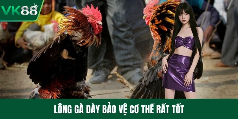 Lông gà dày bảo vệ cơ thể rất tốt