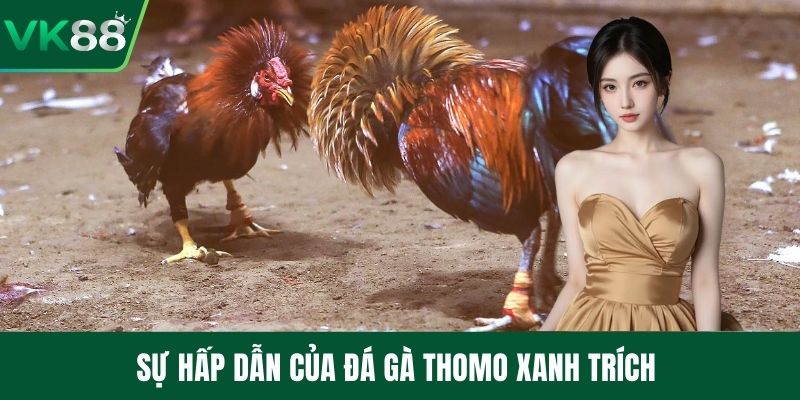 Sự hấp dẫn của đá gà thomo xanh trích