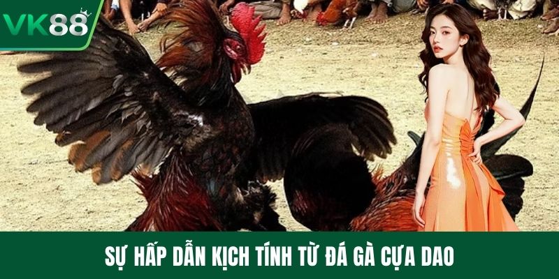 Sự hấp dẫn kịch tính từ đá gà cựa dao