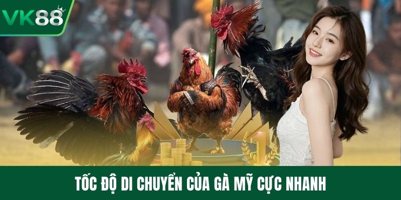 Tốc độ di chuyển của gà Mỹ cực nhanh